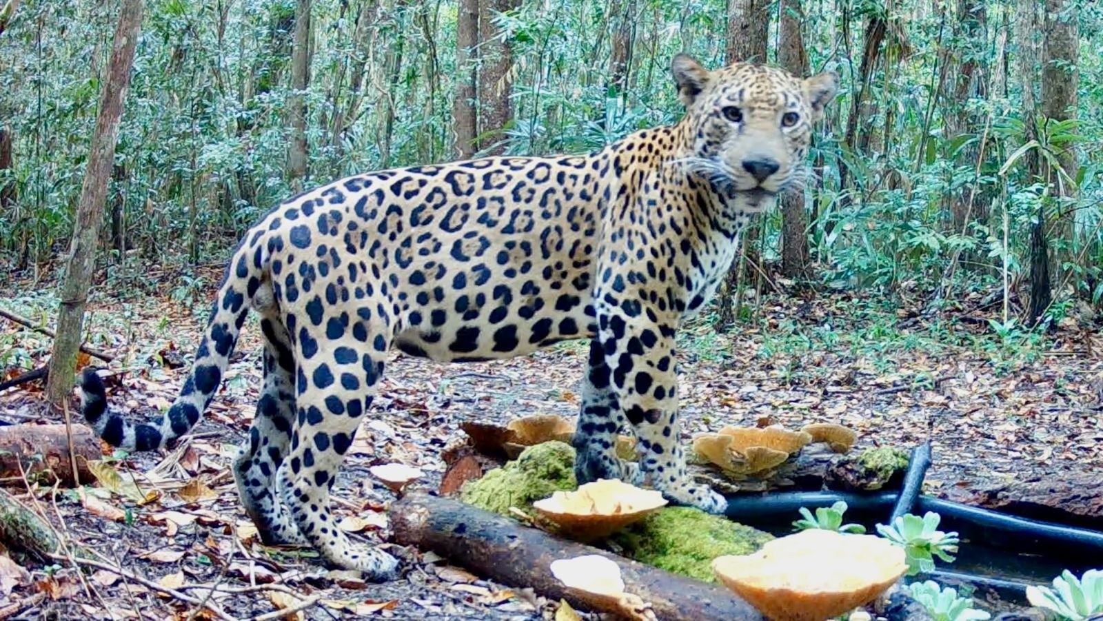 Wild jaguar at an artificial water reservoir