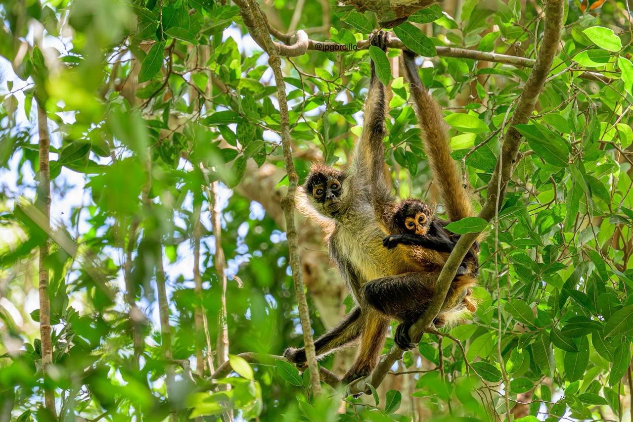 Central American spider monkey